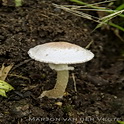 Kleine champignon